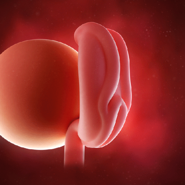 胎儿1-10月发育过程动图，更加真实的感受胎儿的成长变化