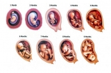 怀胎十月，胎儿是如何一点点“变身”的？不同月份胎儿发育情况